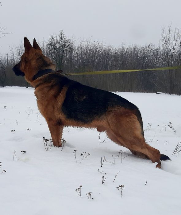Шикарний кобель німецька вівчарка.Для В'язки