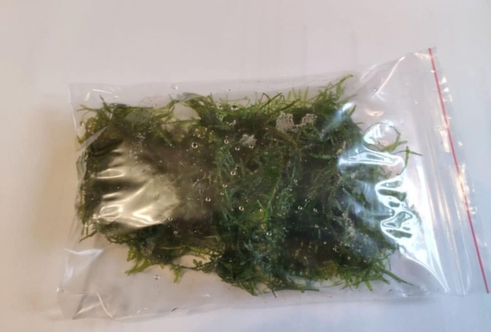 Kępa mchu Java Moss Tajwan Moss mech jawajski roślina akwariowa