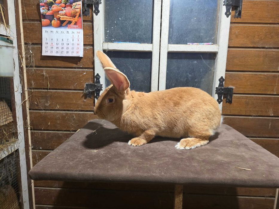 Olbrzym belgijski zolty