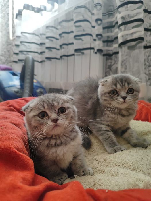 Шотландські кошенята