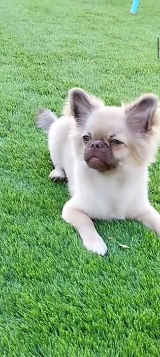 Хлопчик довгошерстний шукає родину