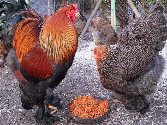 Інкубаційне яйце (курчата). Брама: срібло, лимон, куріпчастий.