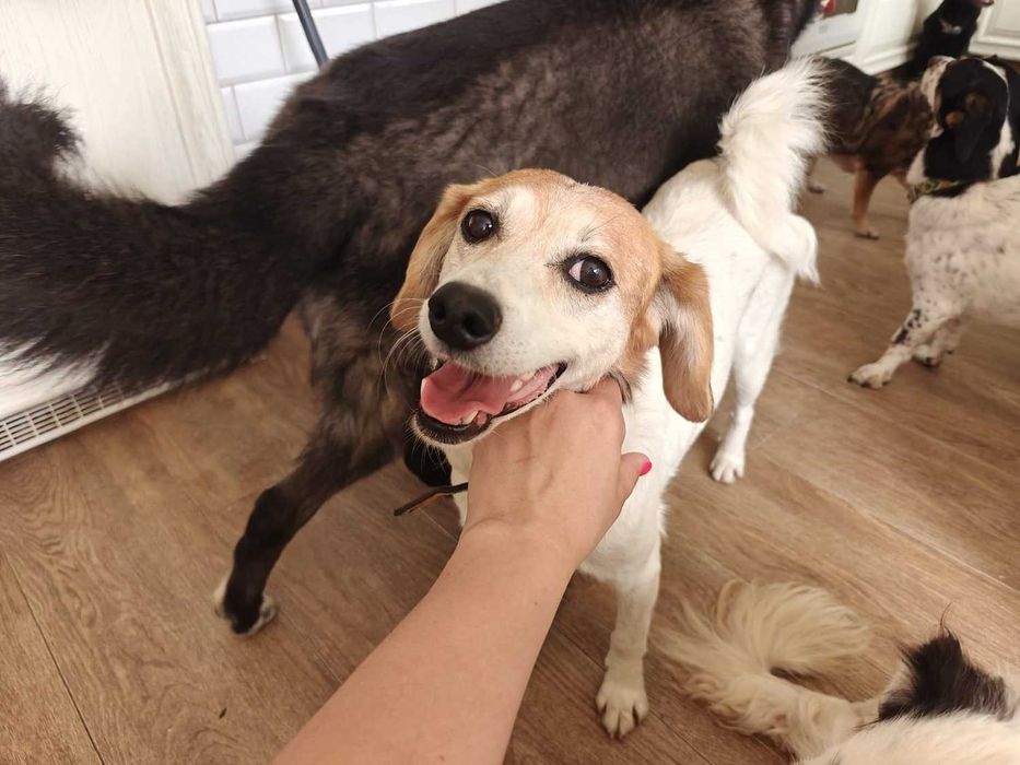 Brawurka -kochająca człowieka ponad wszystko suczka szuka domu