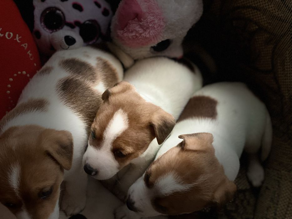 Найкращі малята, джеки