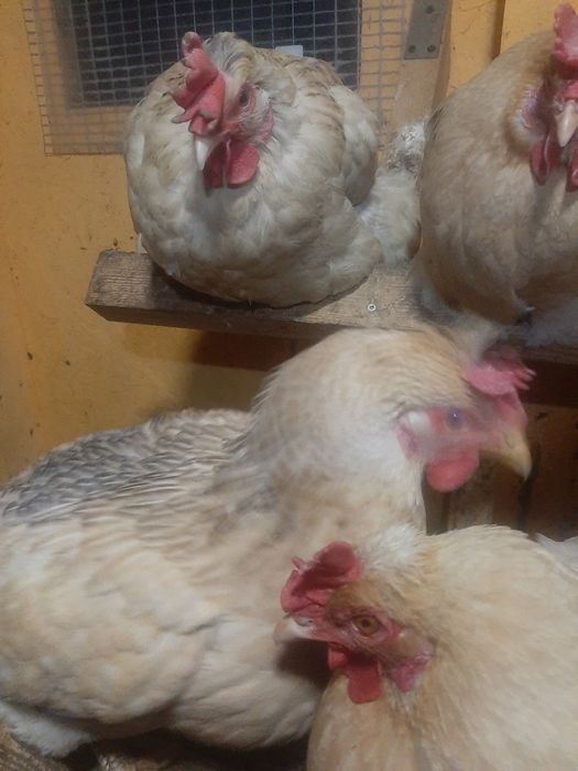 Jaja lęgowe kur Green shell blu