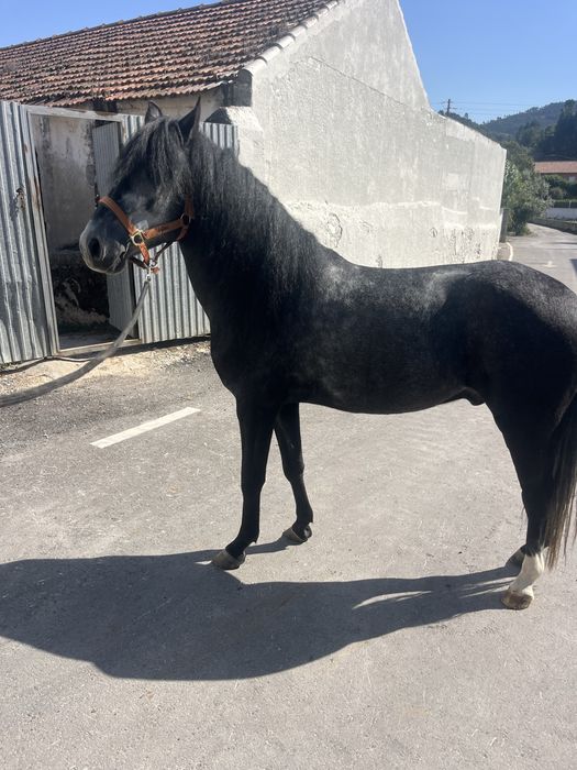 Duplo ponei castrado 1,40