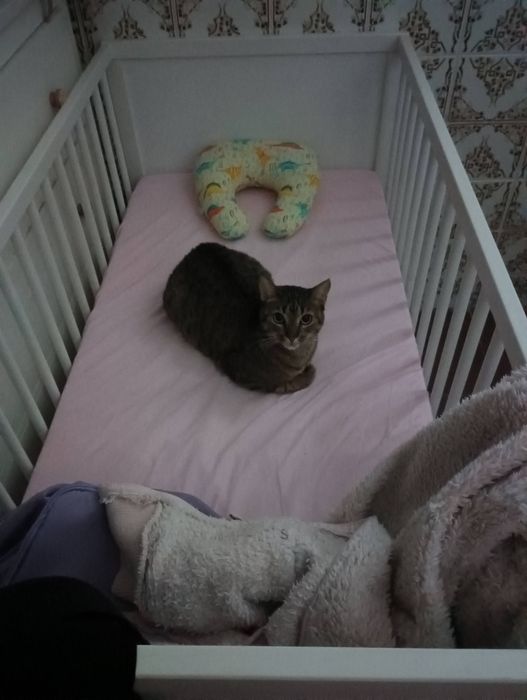 Gatinha dócil para adoção responsável