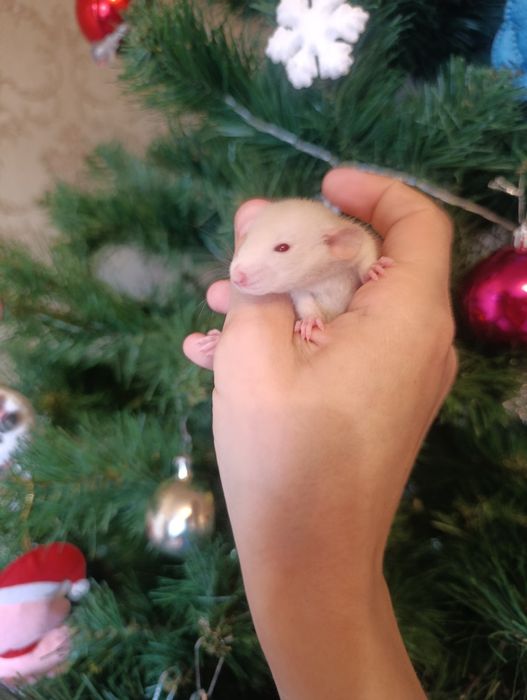 Продаються ручні крисенята.