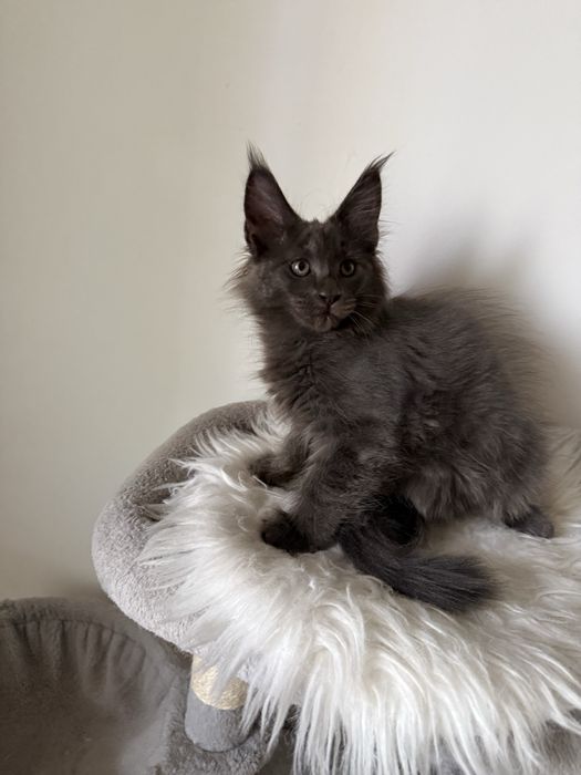 Gatinha Maine Coon