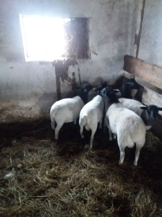 Продам вівці порода дропер-350 $