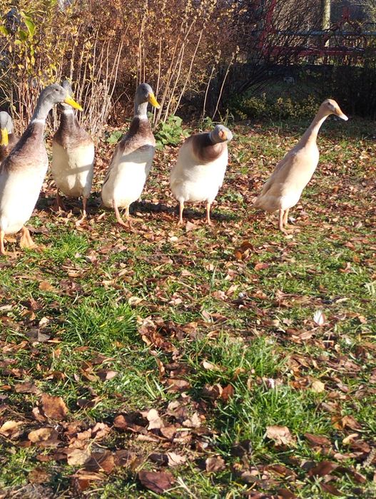 Kaczki ozdobne biegusy