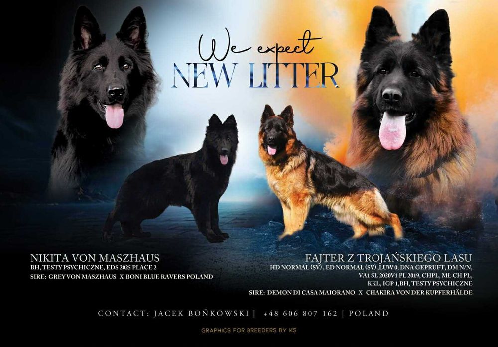 Owczarek Niemiecki, Długowłosy Piesek FCI, ZKwP. Do odbioru