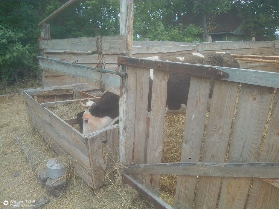 Продам корову  Маньку