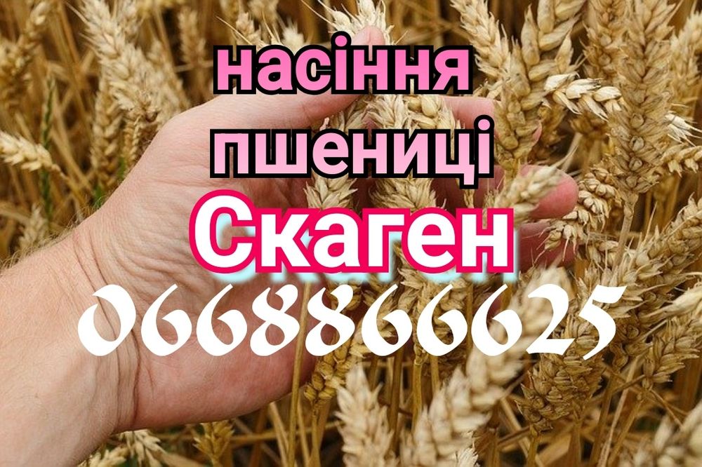 Купити насіння пшениці озимої