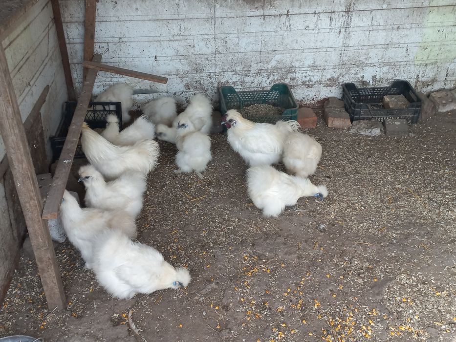 Декоративні кури