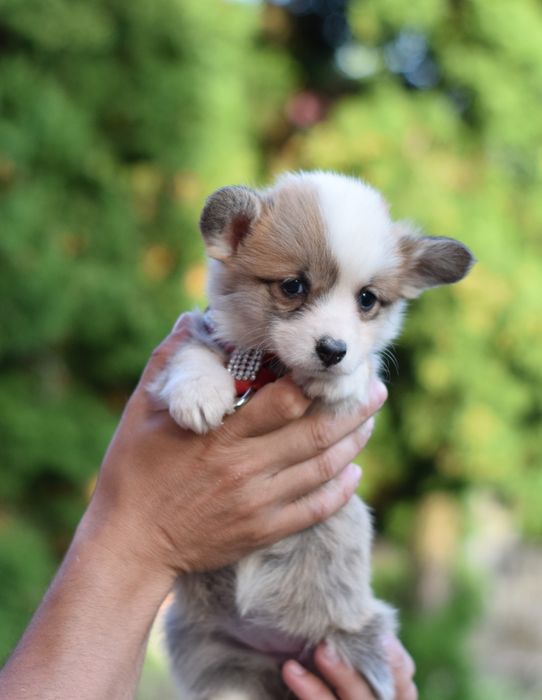 Коргі дівчата. Коргі пемброк. Без хвостиків. Чудові собачки.