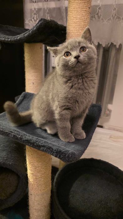 Kocurek brytyjski krótkowłosy