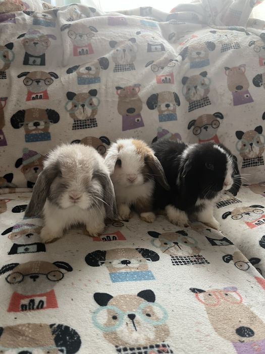 Sprzedam króliczków mini lop