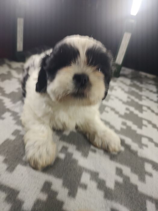 Shih tzu Tri-color  chłopczyk.