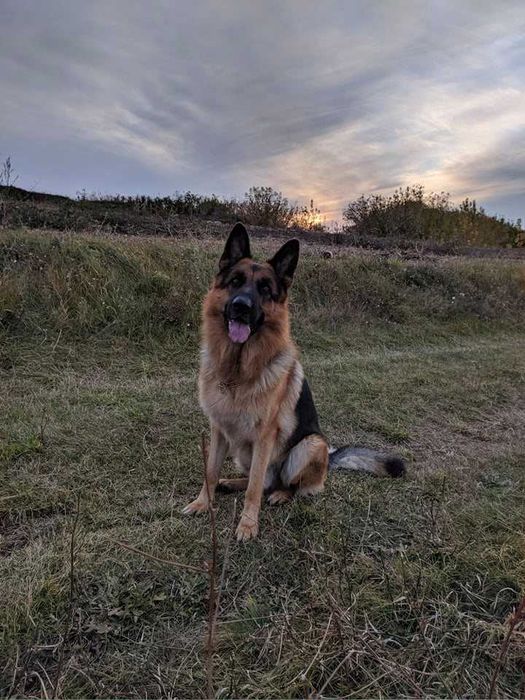 Кобель з документами для в'язки!!!