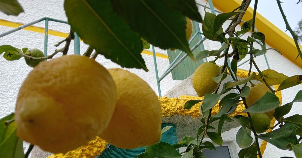 Limões Biológicos NC