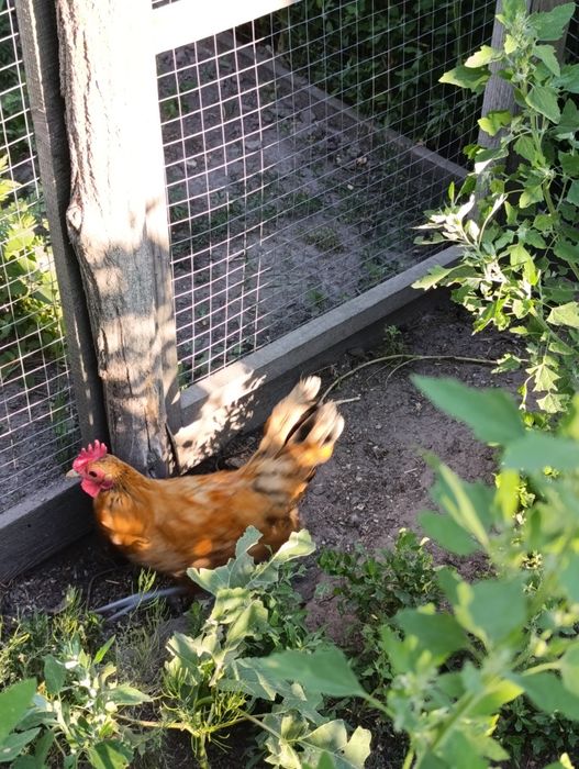 Продам декоративних півників,курочку