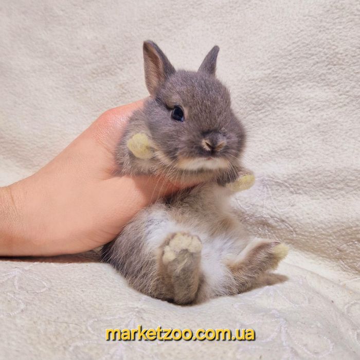 Міні кролик нідерландський нидердандский,карликовые карлики карликові