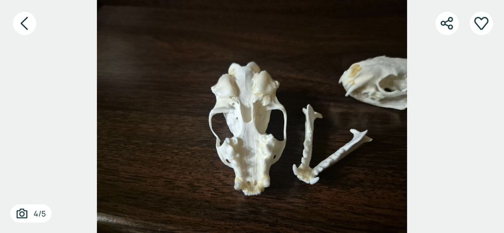 Norka amerykańska czaszka skull terrarium ptasznik