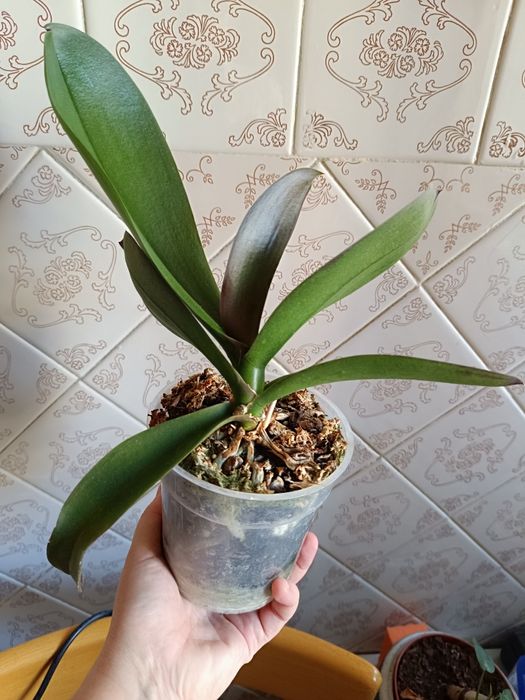 Орхидея фаленопсис (бабочка) Phal. Little Gem Stripes