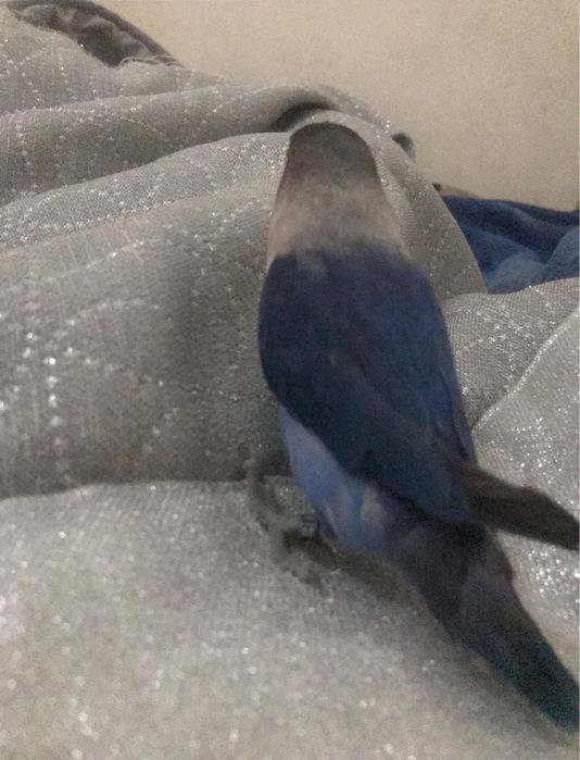 Agapone personata criado a mao/domesticado sexado