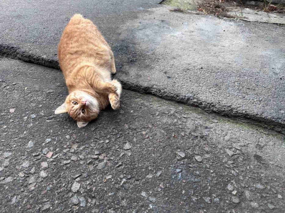 Отдам рыжего кота, 9 месяцев