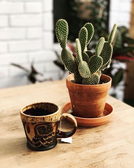 Кактус  Опунция /