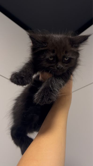 Чорні хлопці мейнкун