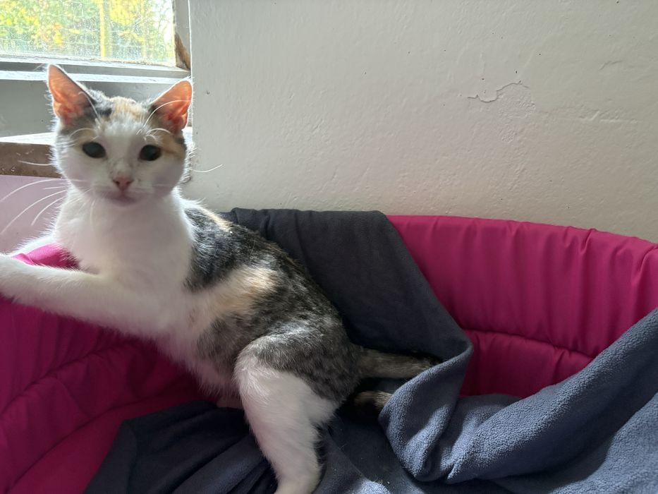 Lunka poleca się do adopcji - pokochaj