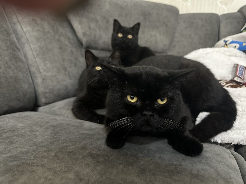 Продам котенят британці