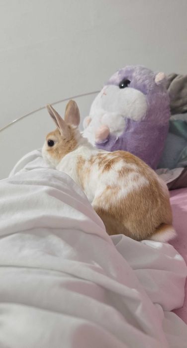 Oddam królika wraz z wyposazeniem : duża klatka i kuweta