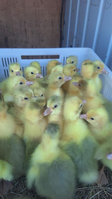 Птиця добова та підрощена