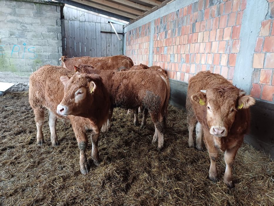 Byczki odsadki limousine LM I MM 60szt