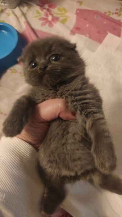 Котята , кот,кошка