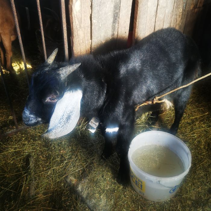 Продам 2  англо-нубийских коз