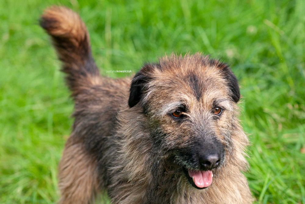 Timo czeka na dom...