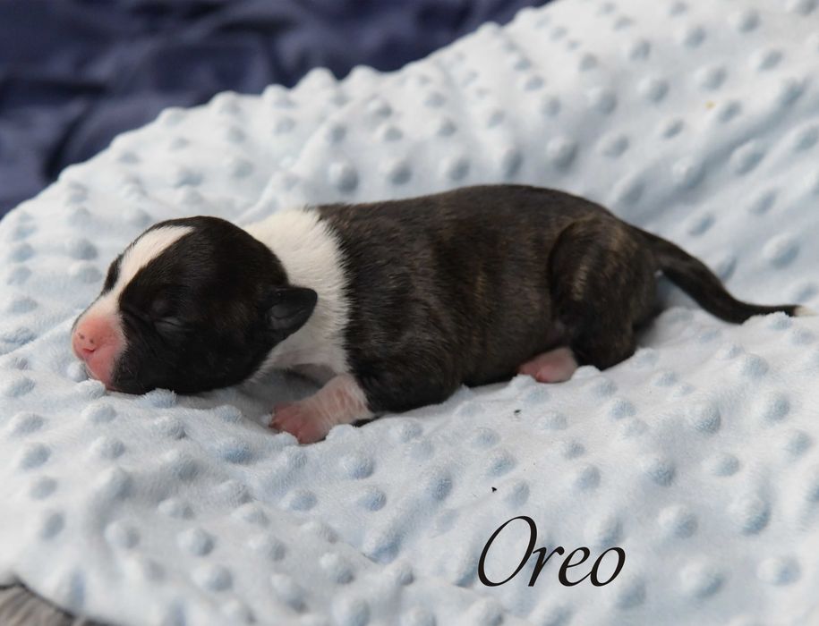 Amstaff uroczy, najwyższej jakości
