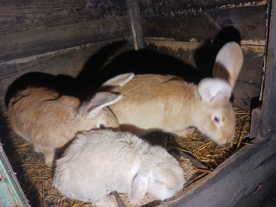 Króle żółte belgi sprzedam