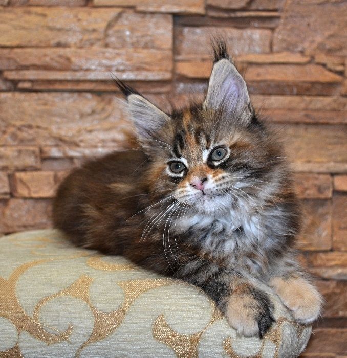 Котенок Мейн-кун, который покорит ваше сердце! Лучшие клубные дети.