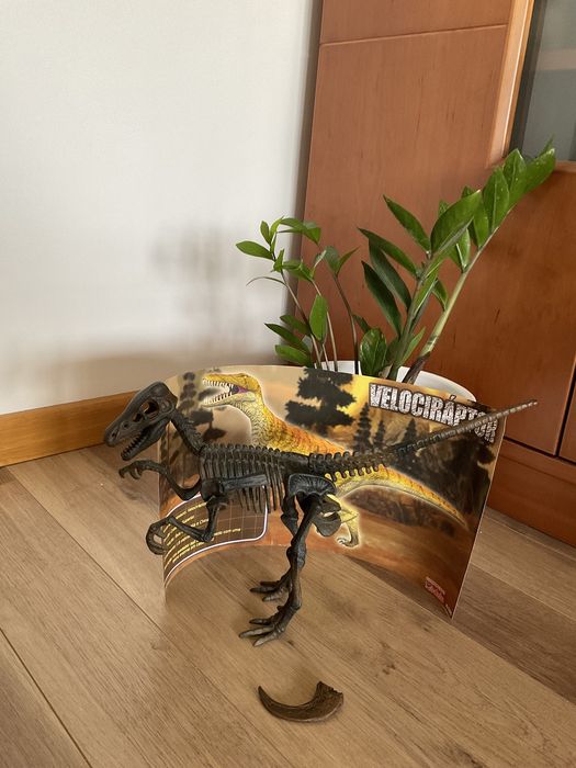 Esqueleto de Velociráptor
