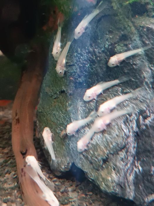 Sprzedam glonojady L144 snow white