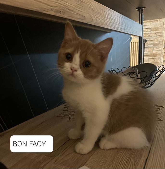 Kocur brytyjski krótkowłosy