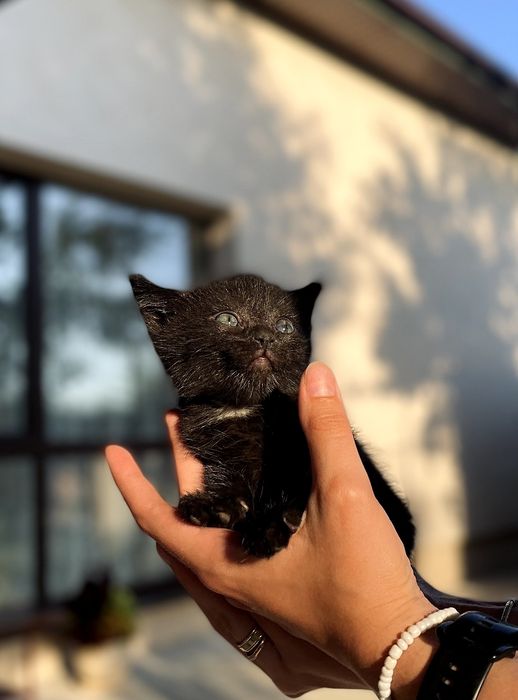 Віддам у добрі руки двох кошенят