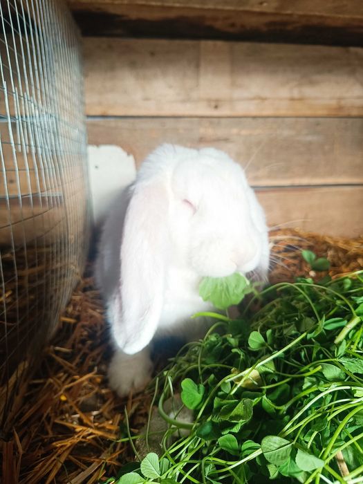 Młode piękne króliczki