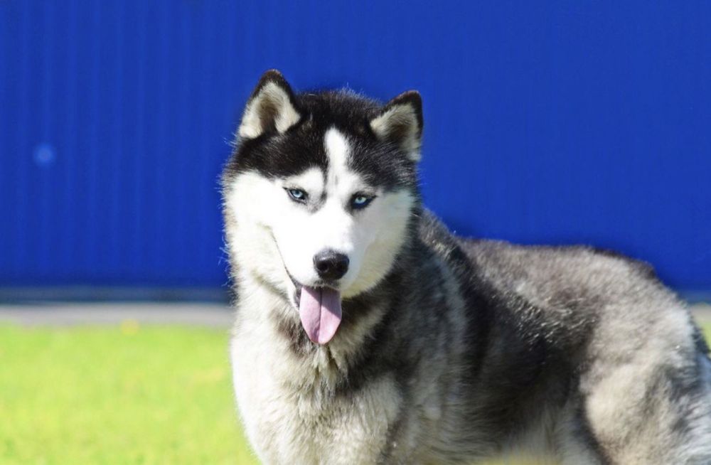 Щенки сибирский хаски.  КСУ